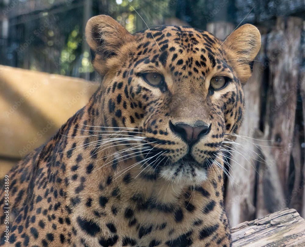 Fototapeta premium Close-up of a majestic Sri-Lanka Leopard. (Panthera pardus kotiya).