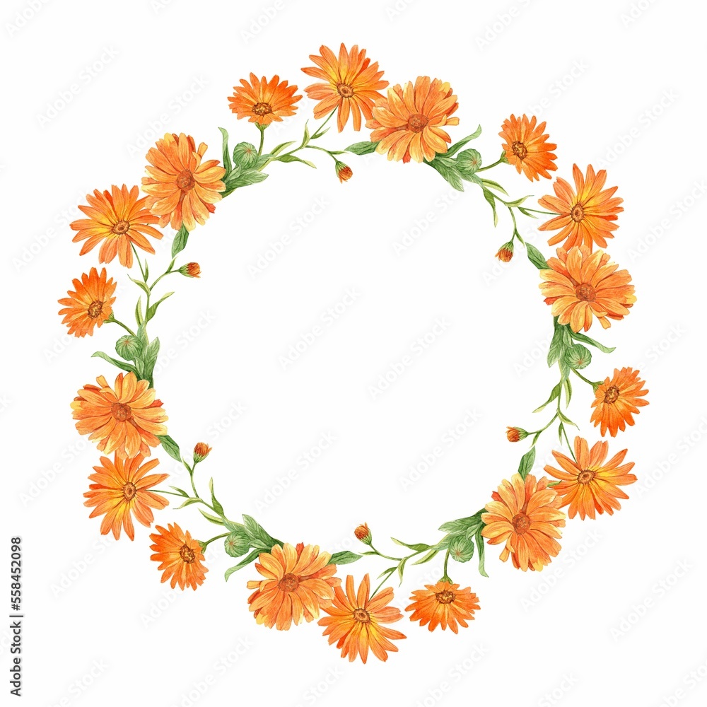 A beautiful wreath of calendula. Round flower arrangement on a white background. A wreath of medicinal flowers to decorate homeopathic tea, eco-products, natural cosmetics. Watercolor A beautiful wreath of calendula. Round flower arrangement on a white background. A wreath of medicinal flowers to decorate homeopathic tea, eco-products, natural cosmetics. Watercolor