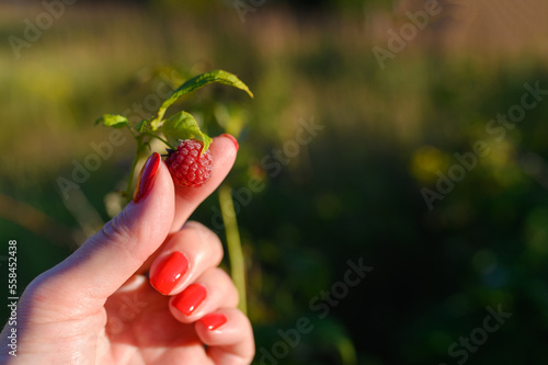 Close-up of a woman's hand with red manicure picking raspberries in the garden. The concept of gardening, harvesting.