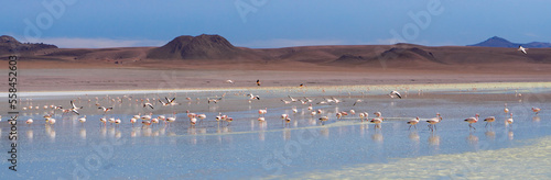 Flamingos in the lagoon