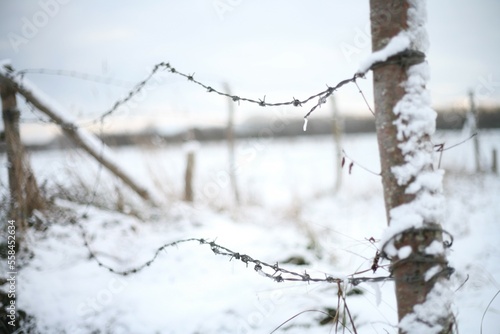Drut kolczasty zimą. © Andrzej