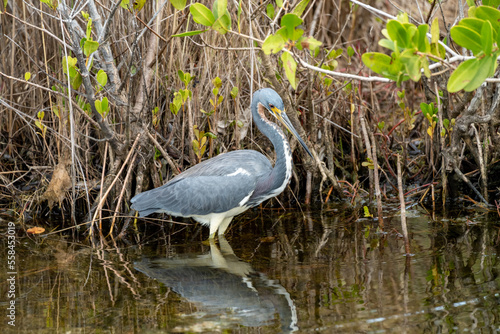 Tricolored Heron bird wades in the water, at Merritt Island National Wildlife Refuge near Titusville Florida photo