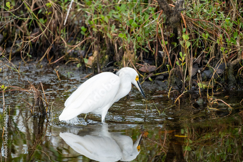 Snowy Egret bird wades in the calm water of the Merritt Island National Wildlife Refuge in Florida