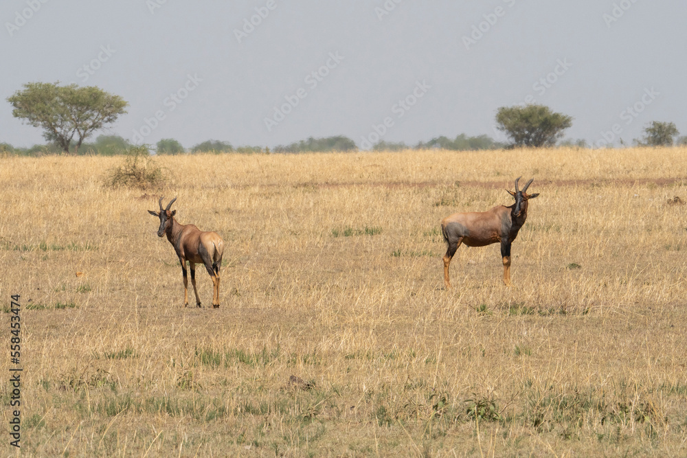 Naklejka premium Topi Antelopes in Tanzania