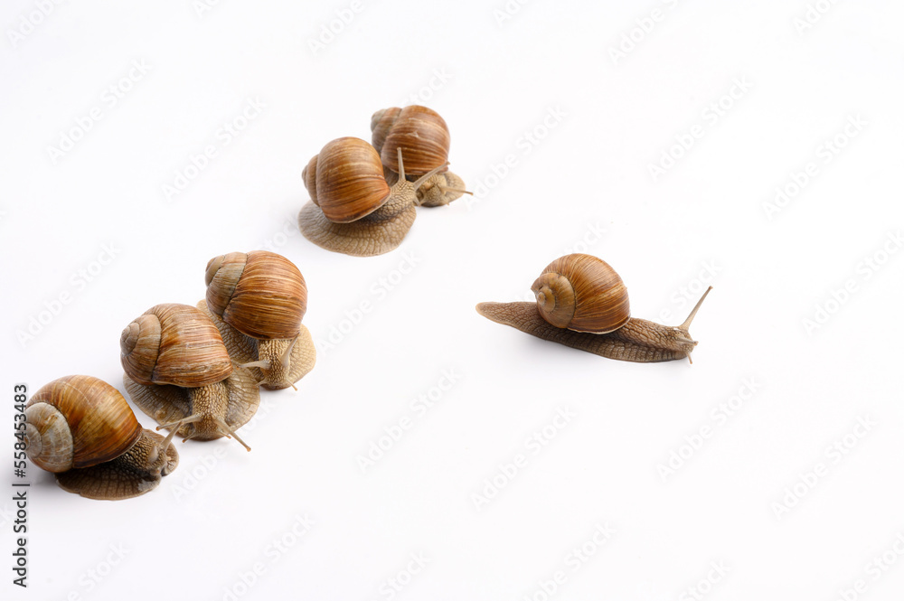 Garden snails on a white background. Five snails in a row, one took the lead. Cosmetic product concept with snail mucin, rejuvenation, beauty services, snail therapy, leadership. Snail farm. Side view Garden snails on a white background. Five snails in a row, one took the lead. Cosmetic product concept with snail mucin, rejuvenation, beauty services, snail therapy, leadership. Snail farm. Side view