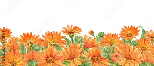 Calendula on a white background. Orange flowers, watercolor illustration. A medicinal plant that is part of tea and homeopathic remedies. An element for the design of packaging, labels