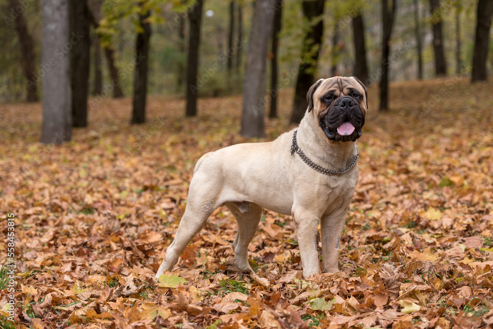 Obraz premium Bullmastiff dog posing. Autumn Background