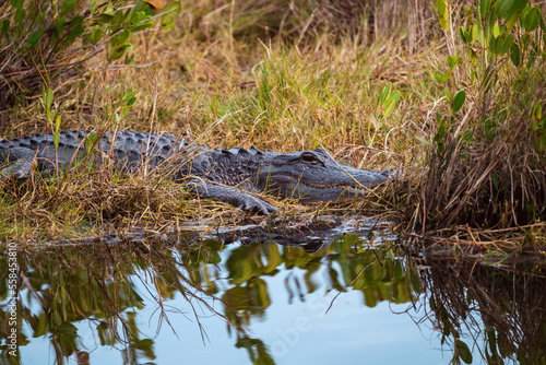 Alligator lays in a marsh in the Merritt Island National Wildlife Refuge, Florida