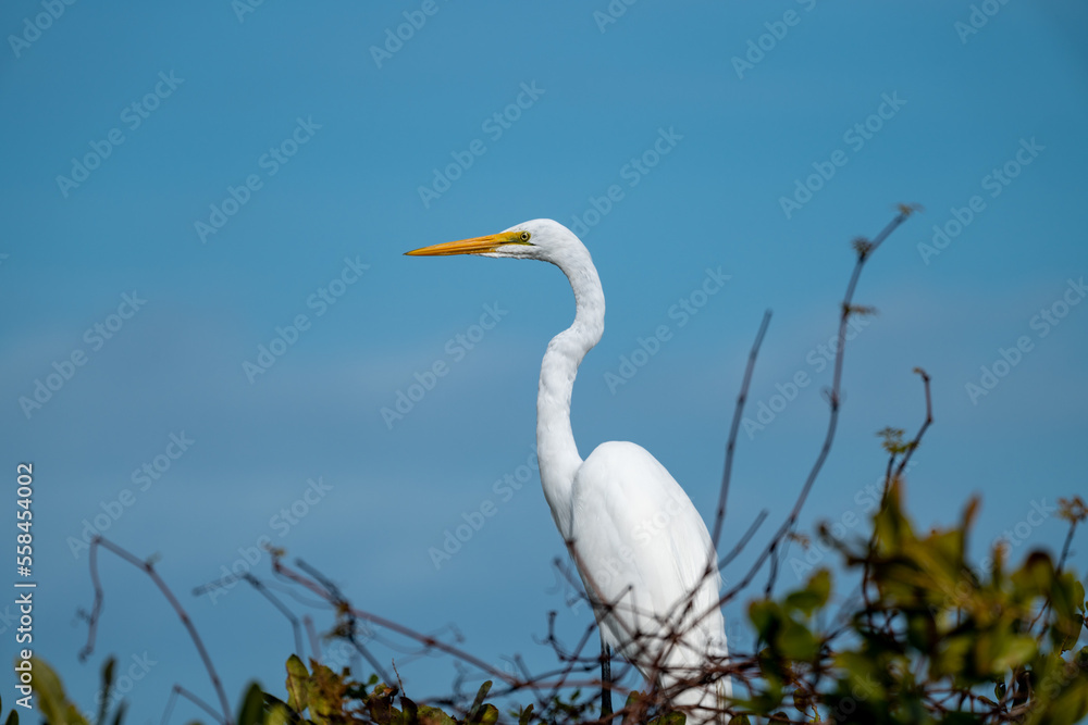 Great Egret heron at the Merritt Island National Wildlife in Florida Great Egret heron at the Merritt Island National Wildlife in Florida