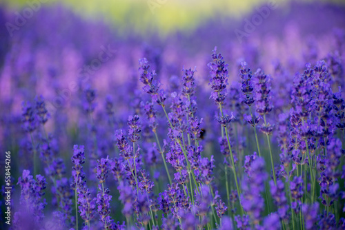 Blooming Lavender Flowers in a Provence Field Under Sunset Rays. Soft Focused Purple Lavender Flowers. 