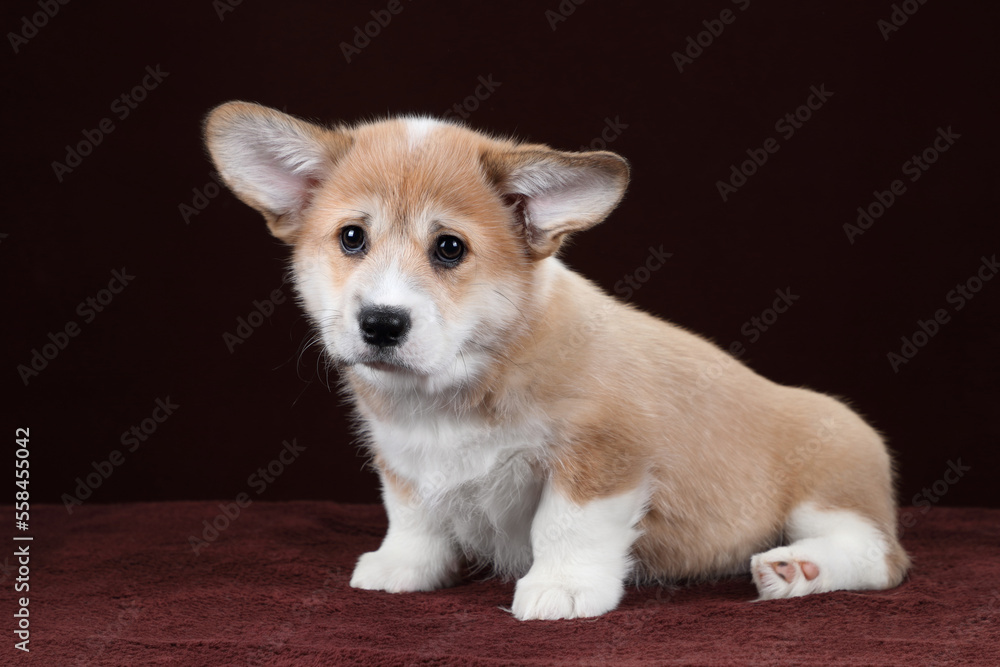 Cute little puppy on a brown background. Funny Pembroke Welsh Corgi Puppy