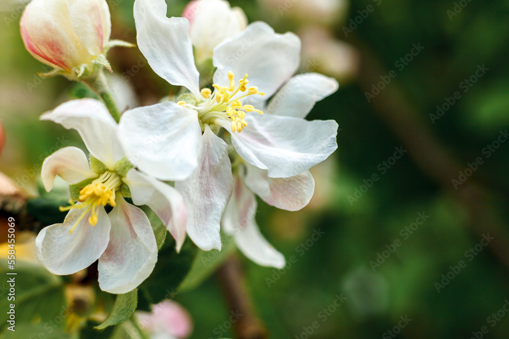 Beautiful white apple blossom flowers in spring time. Background with flowering apple tree. Inspirational natural floral spring blooming garden or park. Flower art design. Selective focus Beautiful white apple blossom flowers in spring time. Background with flowering apple tree. Inspirational natural floral spring blooming garden or park. Flower art design. Selective focus