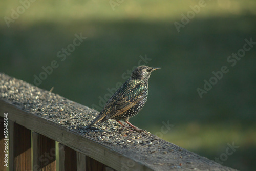 This pretty little starling is sitting perched on the railing of my deck among all this birdseed. Some think of these as a nuisance bird, but I think they are beautiful. I love their white speckles.