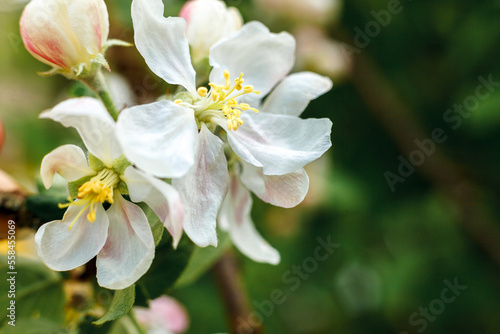 Fototapeta Naklejka Na Ścianę i Meble -  Beautiful white apple blossom flowers in spring time. Background with flowering apple tree. Inspirational natural floral spring blooming garden or park. Flower art design. Selective focus