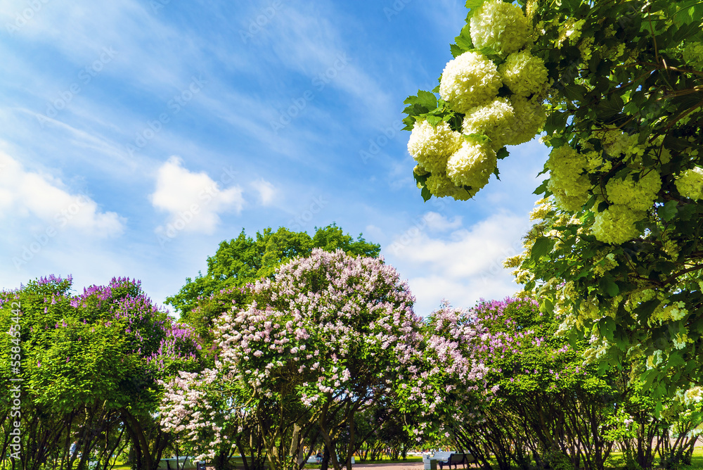 Fototapeta premium Bushes of blooming lilac on the avenue of the Champ de Mars . Saint Petersburg.