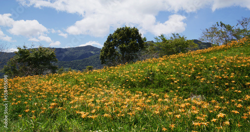 Orange day lily flower field in Taimali Kinchen Mountain in Taitung photo