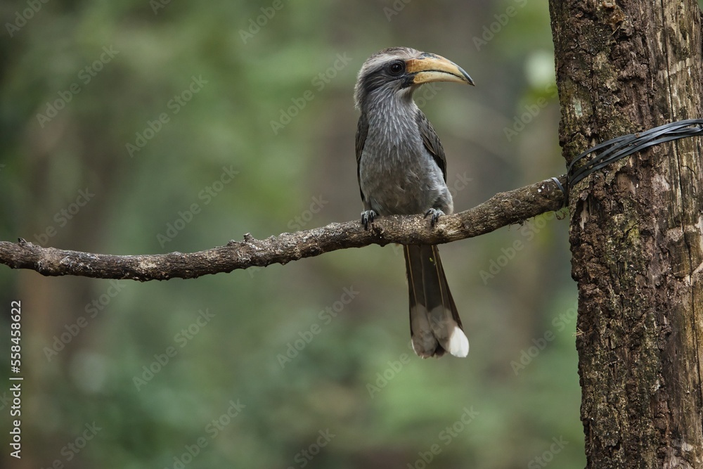 Fototapeta premium Most Beautiful Malabar Grey Hornbill having fruits with beautiful background at Coorg,Karnataka,India. This picture can be used as a wallpaper. 