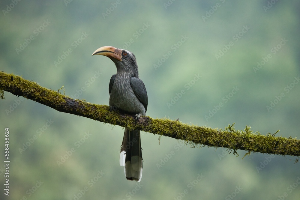 Most Beautiful Malabar Grey Hornbill having fruits with beautiful background at Coorg,Karnataka,India. This picture can be used as a wallpaper.
Most Beautiful Malabar Grey Hornbill having fruits with beautiful background at Coorg,Karnataka,India. This picture can be used as a wallpaper.