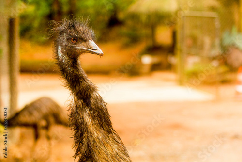 O avestruz é uma espécie de ave que não voa, nativa de grandes áreas da África e é a maior espécie de ave viva.  photo
