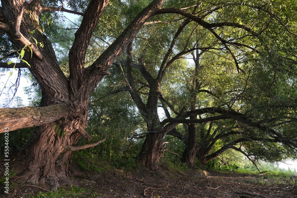 Naklejka premium Trees near the shore Olokul