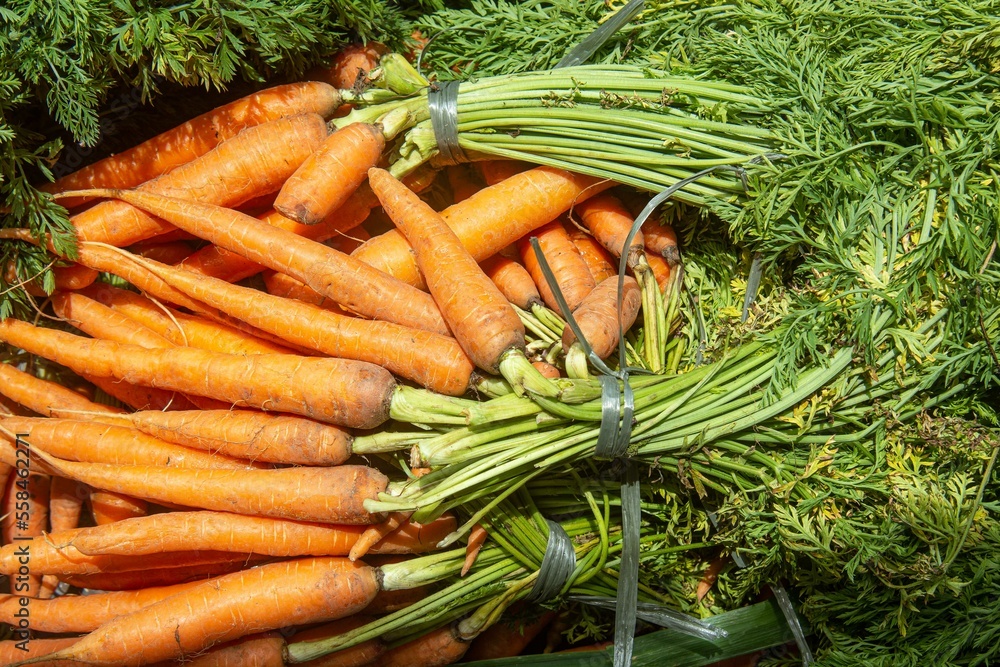 reshly picked carrots from the organic garden reshly picked carrots from the organic garden