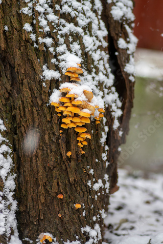 Flammulina velutipes mushroom on wooden log on dark bark during winter season covered with snow photo