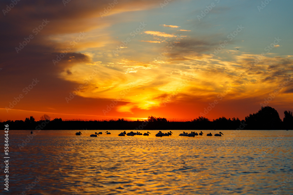 Sunrise with pelican in the Danube Delta in romania