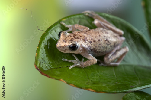  little red tree frog perched on a leaf