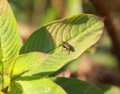 Picture-Winged Fly (Physiphora alceae)