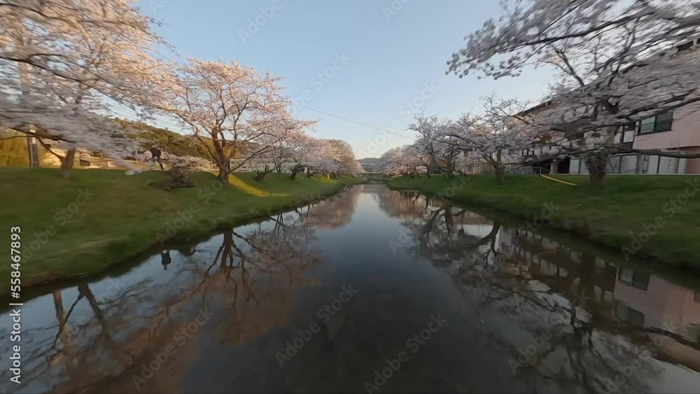 FPV drone shot above river with cherry blossoms in Japan FPV drone shot above river with cherry blossoms in Japan