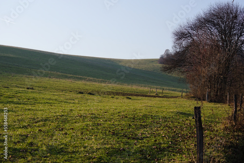 landscape with trees