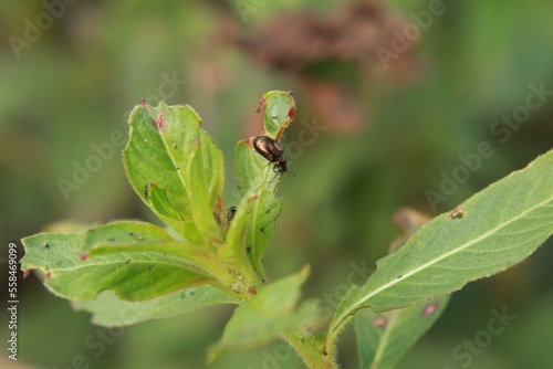 Brassy Leaf Beetle (Phratora vitellinae)