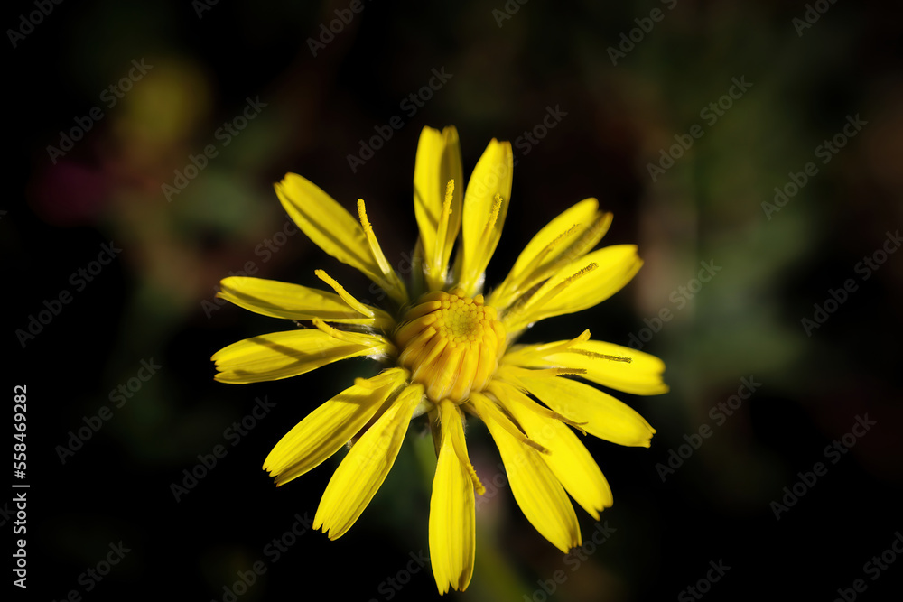 Macro photographed yellow dandelion flower. Stock photo. Macro photographed yellow dandelion flower. Stock photo.