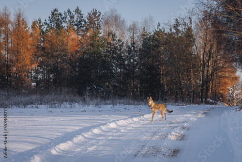 Young Tamaskan dog on a field road during winter in Poland