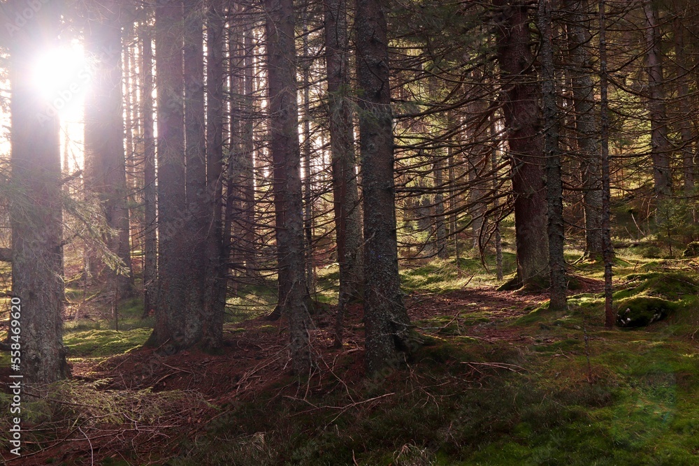 Obraz premium A sun beams in the forest at Sumava national park, Czech republic