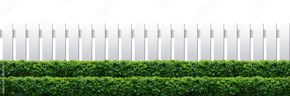 White fence and hedge White fence and hedge
