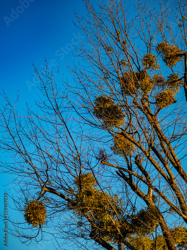 Misteln auf baum im Winter photo