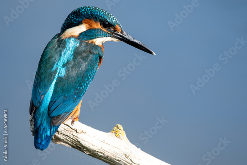 Detailed close up portrait of a juvenile male common kingfisher sitting on a perch. At Lakenheath Fen nature reserve in Suffolk, UK