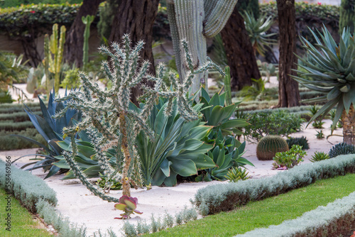 Fototapeta Naklejka Na Ścianę i Meble -  Cacti garden (succulent) amnd plam trees  in Bahai gardens on second level