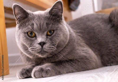 Close up portrait of lying gray british cat. Cat with orange eyes. British shorthair cat animal