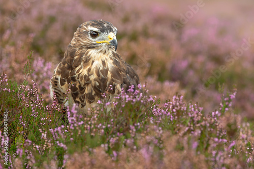 Fotografie Close up of an adult Buzzard stood in purple heather on managed moorland in Nidderdale, Yorkshire Dales