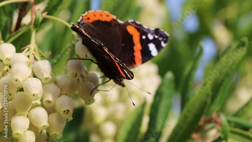 Vanessa atalanta butterfly and white blooming Arbutus unedo
