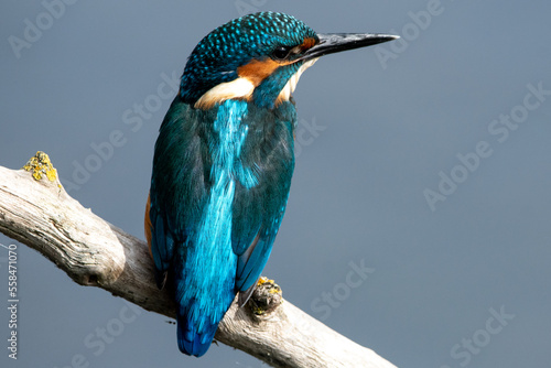 Foto Detailed close up portrait of a juvenile male common kingfisher sitting on a perch