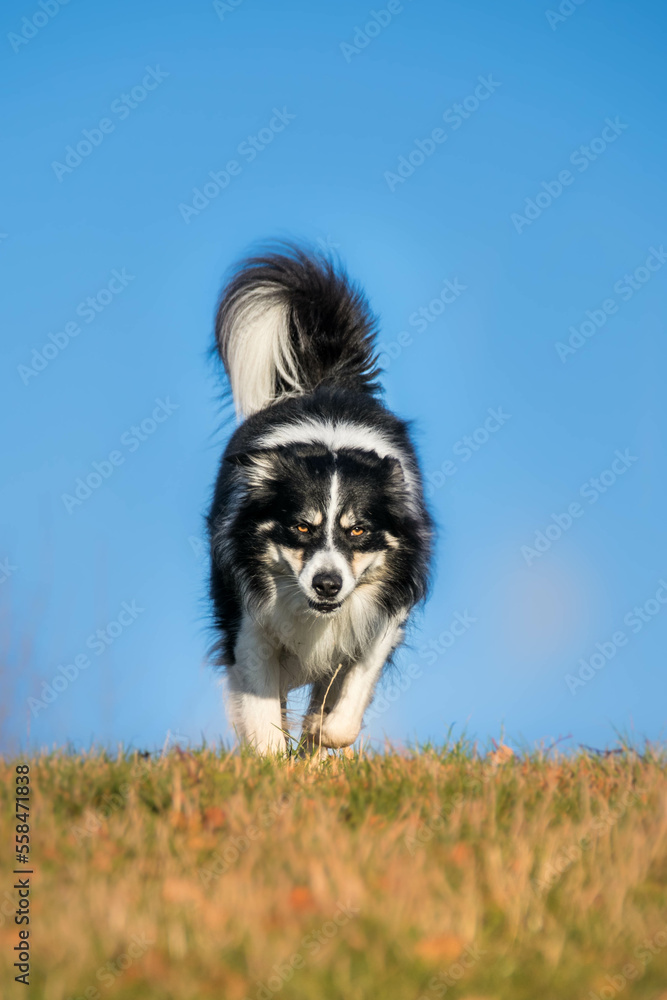 Border collie is running in the grass. He is so crazy dog on trip.