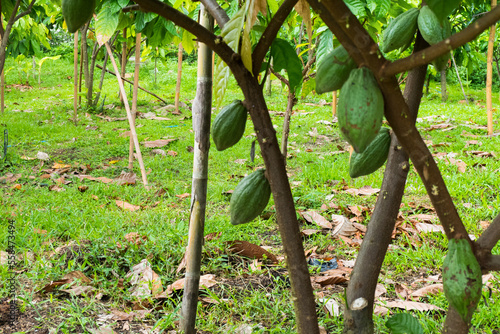 Photography Green Cacao pods hang on Cacao tree at farm,Theobroma cacao.