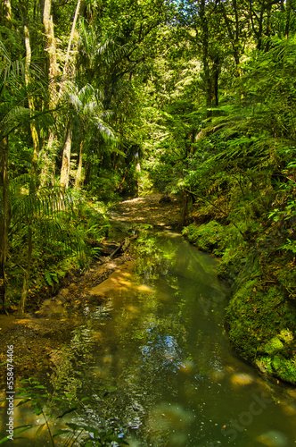 Small stream in dense  almost impenetrable rainforest. Pukenui Forest near Whangarei  North Island  New Zealand 