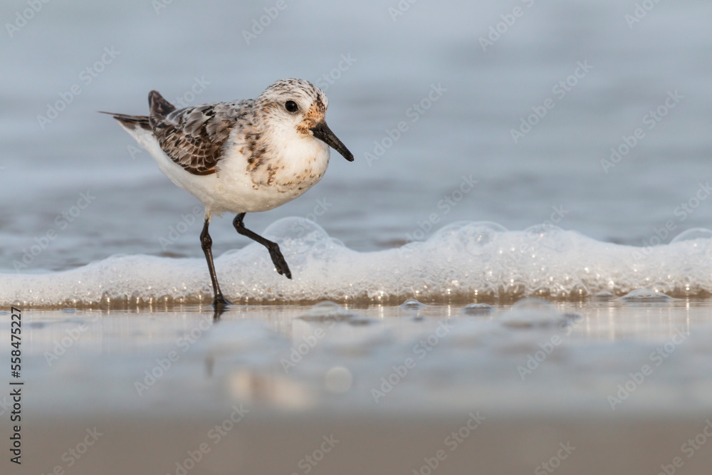 The sanderling (Calidris alba) small wading bird escapes the waves of the sea. The sanderling (Calidris alba) small wading bird escapes the waves of the sea.
