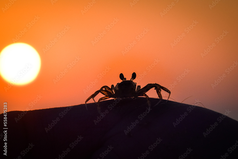 Obraz premium Vibrant sunset descending on the horizon with crab, sea in golden colors, small waves gently touching the sands,