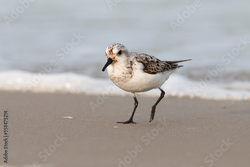 The sanderling (Calidris alba) small wading bird. © vinx83