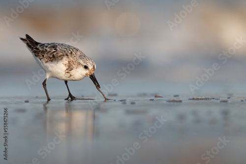 The sanderling (Calidris alba) small wading bird.